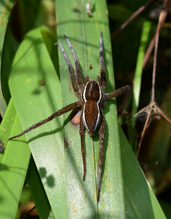 Dolomedes fimbriatus? - Viadana (MN)